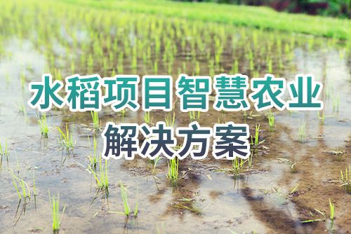 水稻项目智慧农业